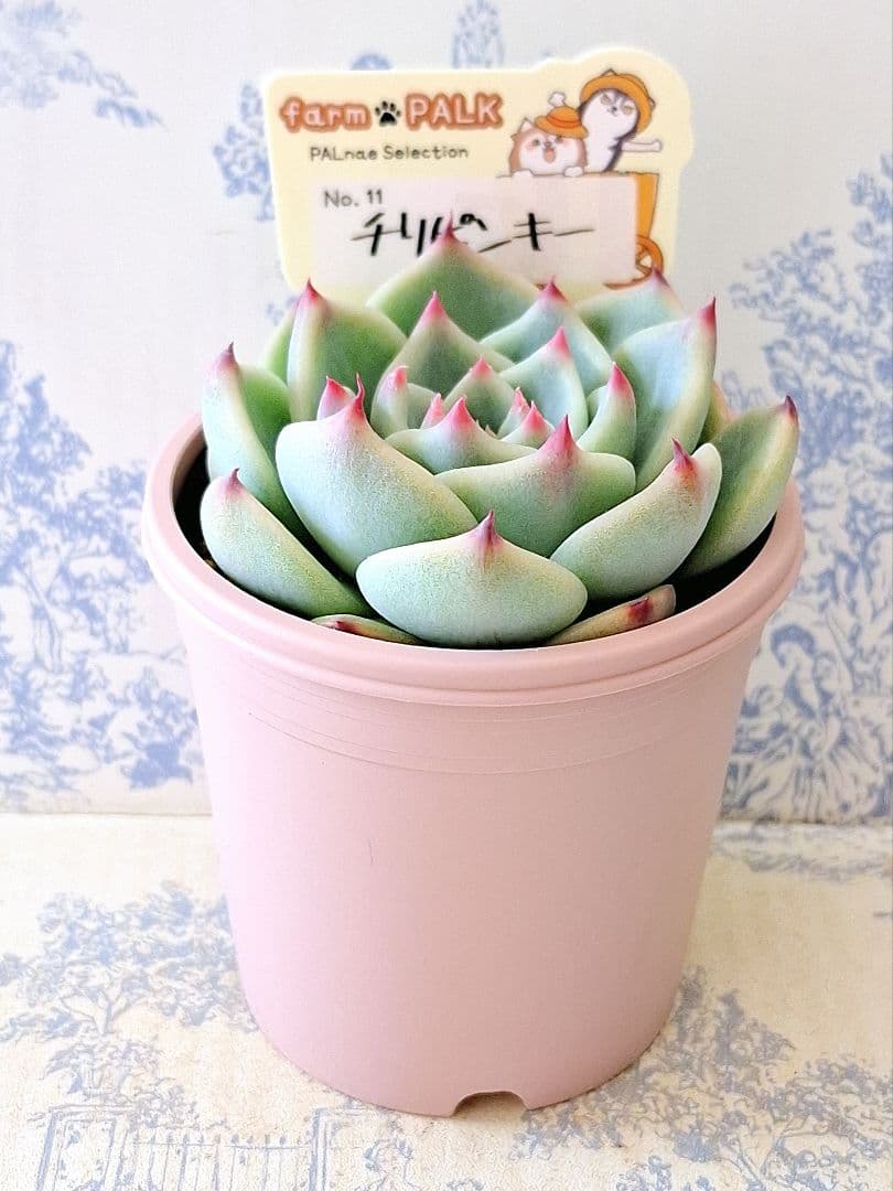 チリピンキー札付きポットごとメルカリ便ファームパルクさん苗