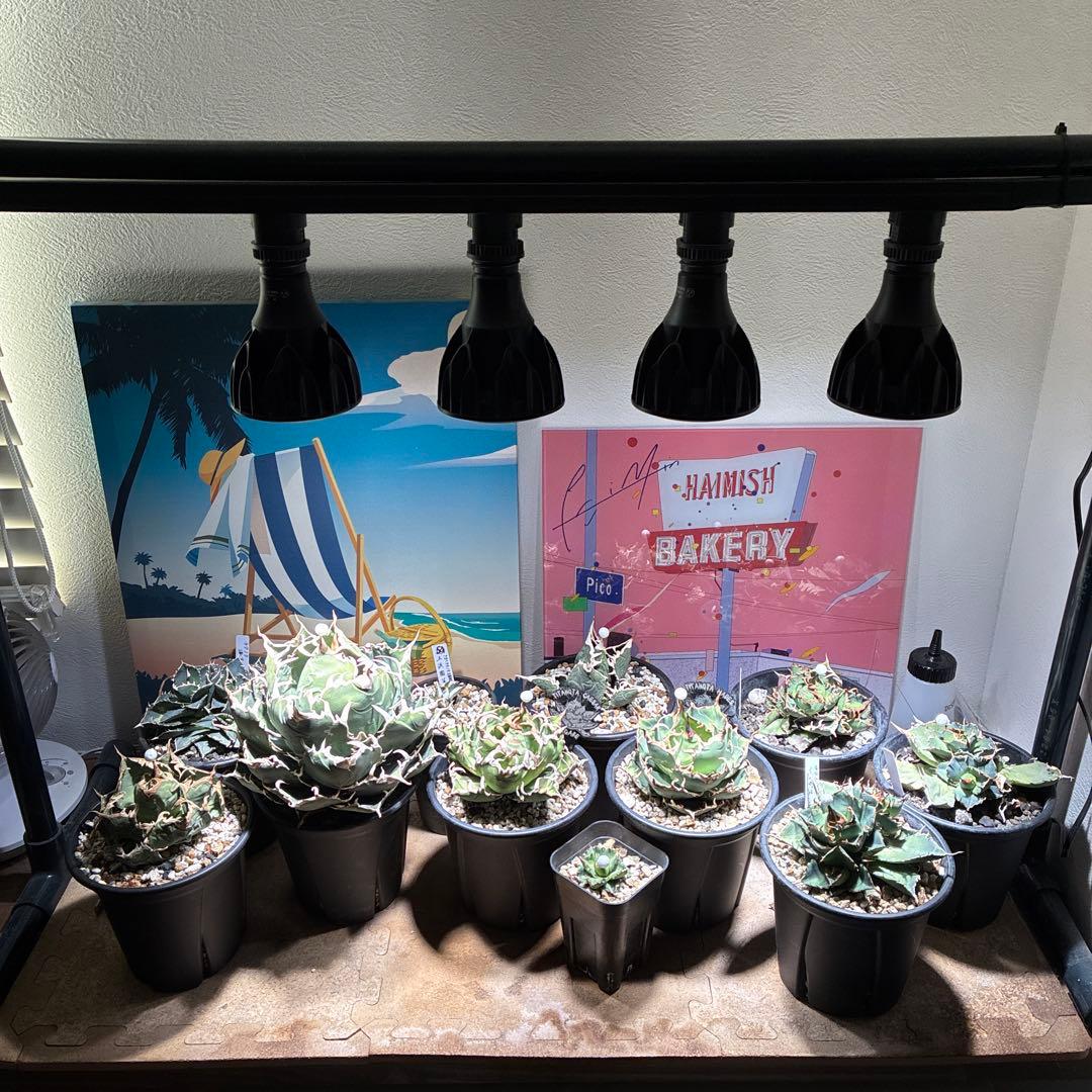 ＯＺ　植物育成ライト GL-A 6K 白色系 ４個　ソケット　レール付き