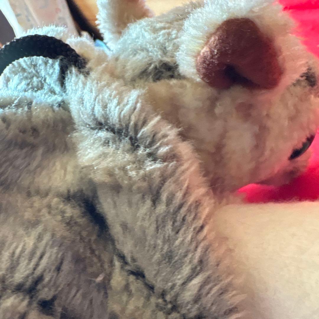 明治製菓 懸賞品 アルマジロ ぬいぐるみ 非売品 昭和レトロ