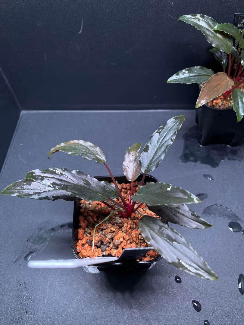 Homalomena aff. vittifolia \"赤備\" ホマロメナ 赤軸