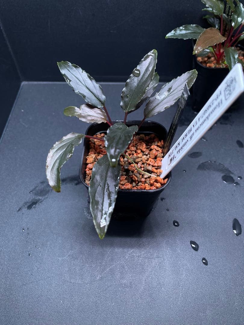 Homalomena aff. vittifolia \"赤備\" ホマロメナ 赤軸