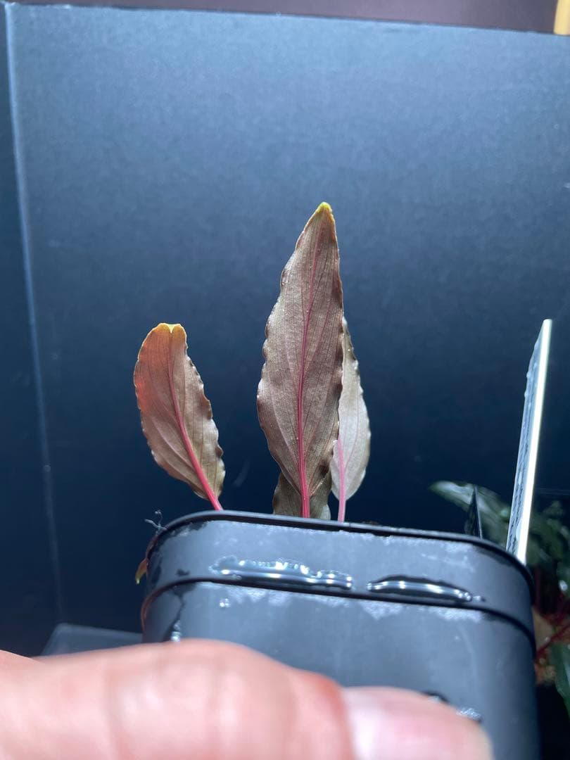 Homalomena aff. vittifolia \"赤備\" ホマロメナ 赤軸