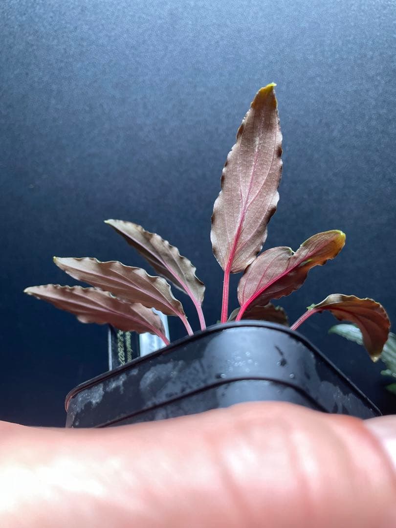 Homalomena aff. vittifolia \"赤備\" ホマロメナ 赤軸