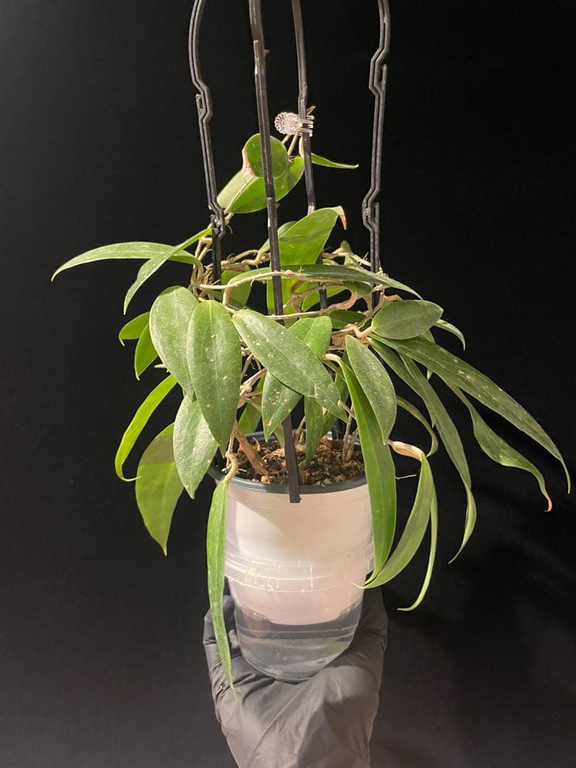 レアホヤ　Hoya blashernaezii yellow サクララン 大苗