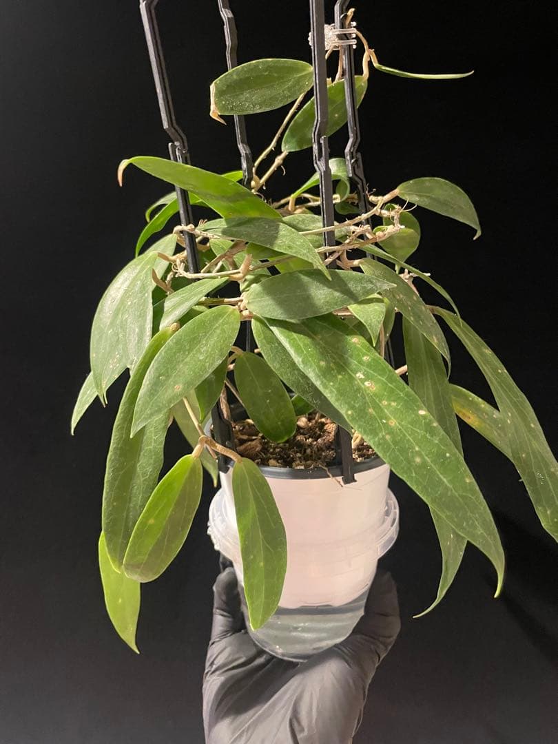 レアホヤ　Hoya blashernaezii yellow サクララン 大苗