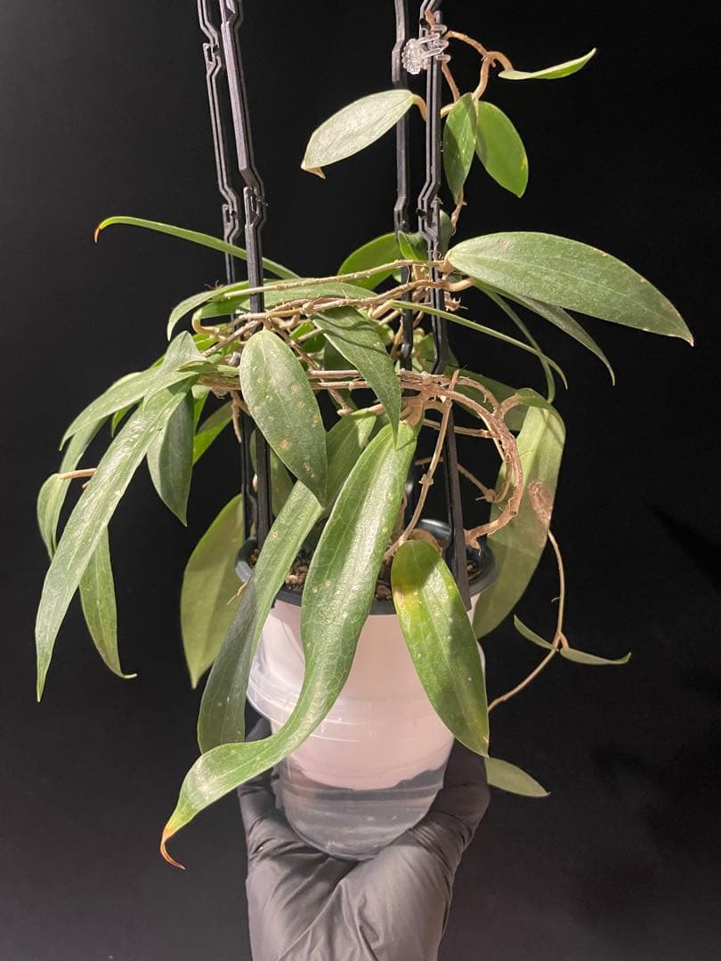 レアホヤ　Hoya blashernaezii yellow サクララン 大苗