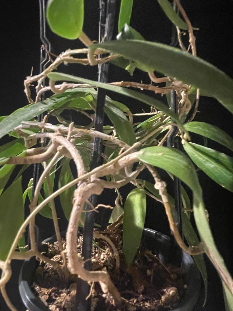 レアホヤ　Hoya blashernaezii yellow サクララン 大苗