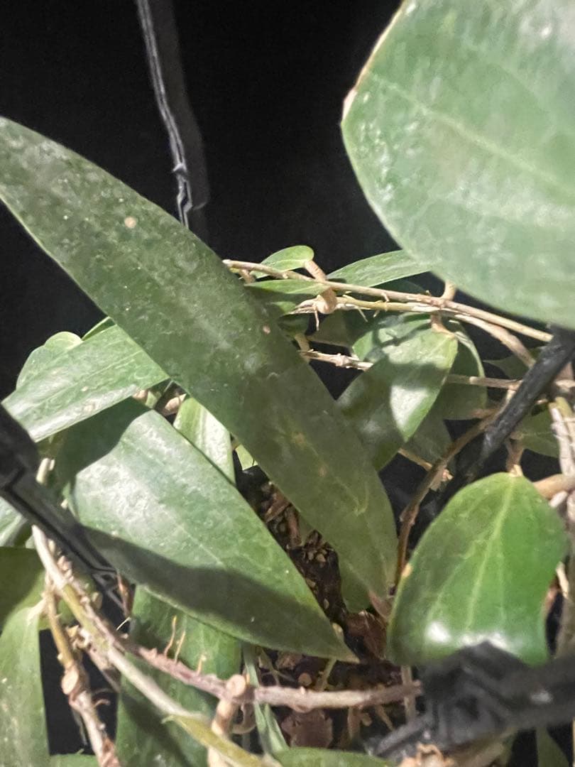 レアホヤ　Hoya blashernaezii yellow サクララン 大苗