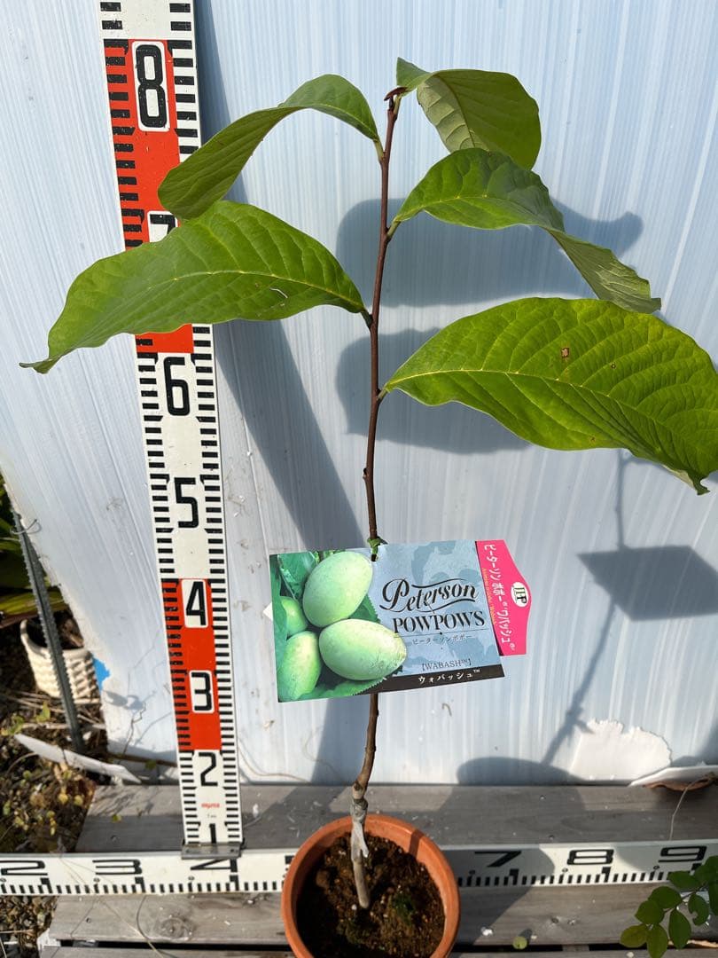 ポポー苗接木苗ピーターソンポポーワバッシュ５号