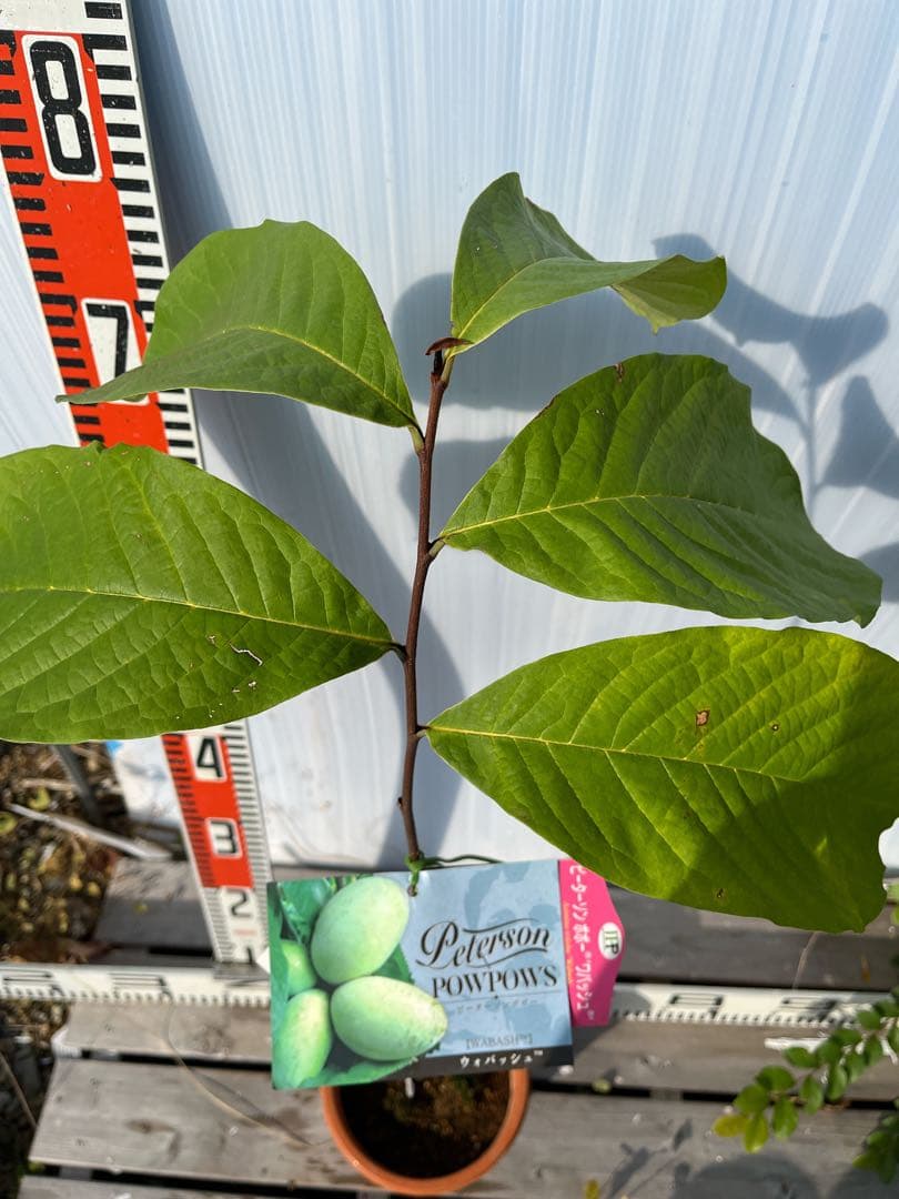 ポポー苗接木苗ピーターソンポポーワバッシュ５号