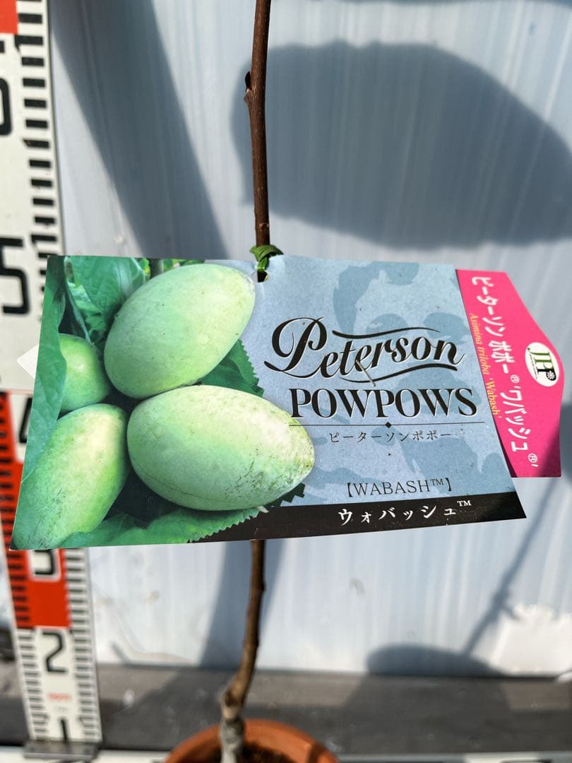 ポポー苗接木苗ピーターソンポポーワバッシュ５号