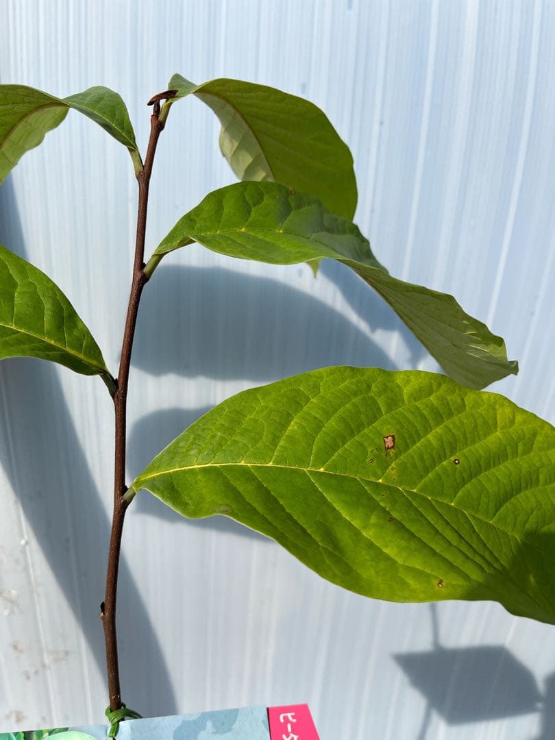 ポポー苗接木苗ピーターソンポポーワバッシュ５号