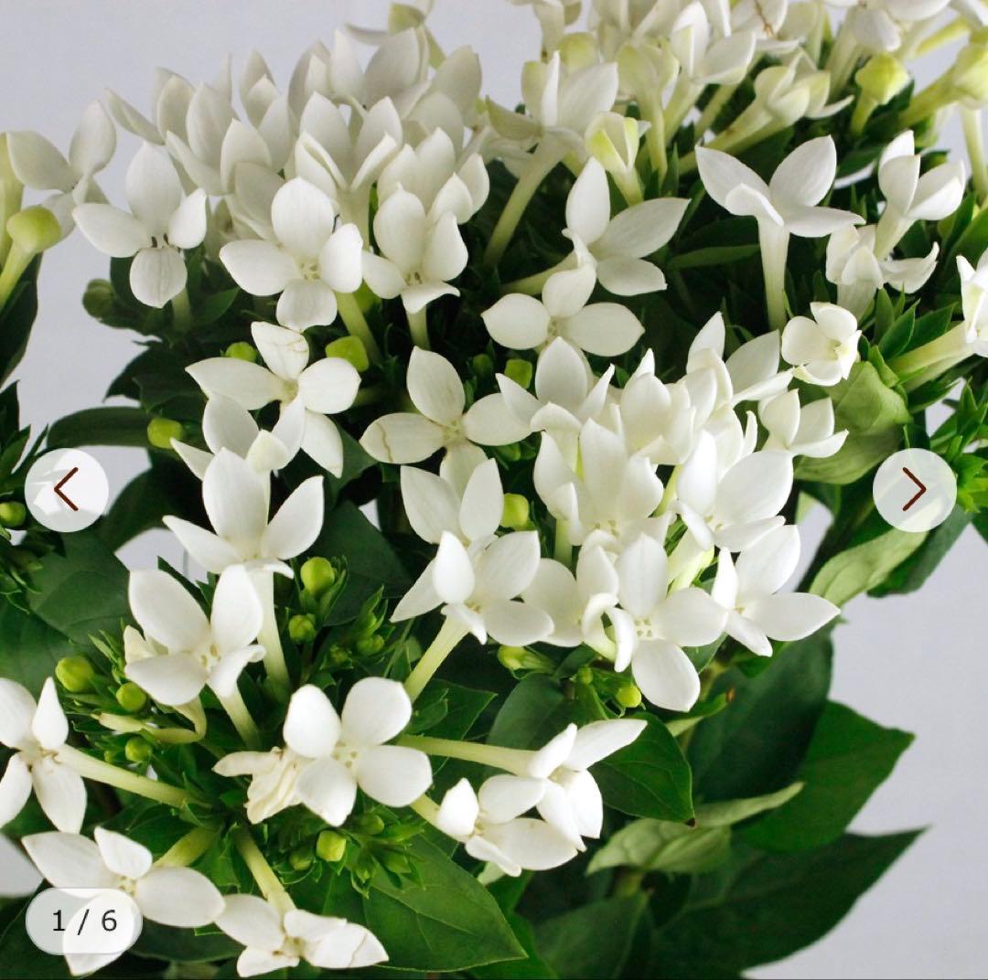 飯田深雪　ブバリア　ブバリア花弁　抜き弁　カット弁　アートフラワー　25袋