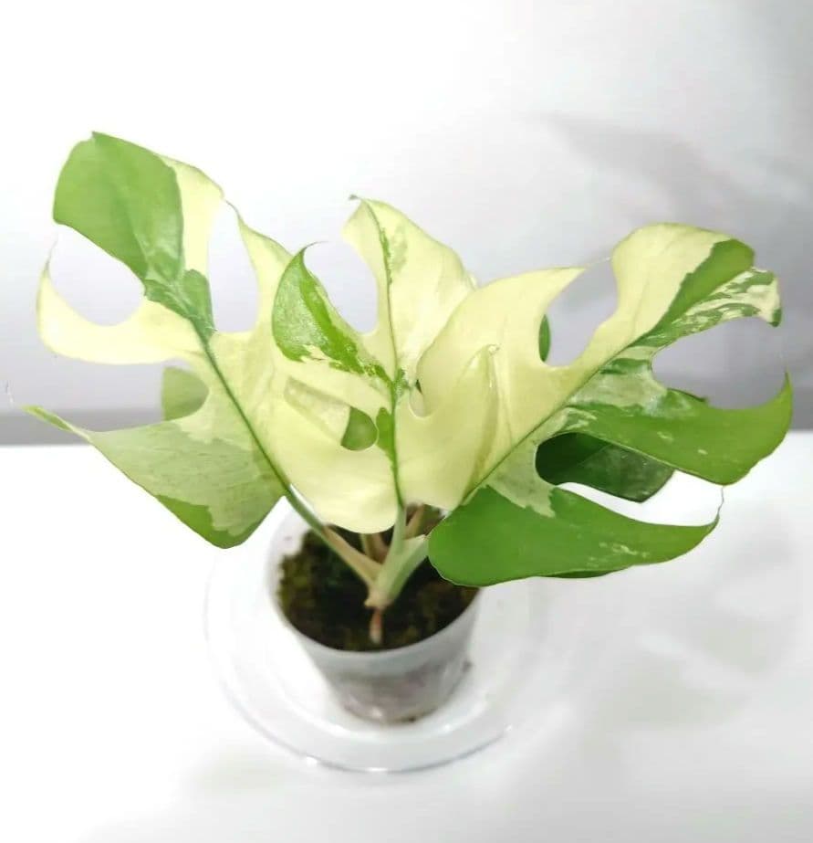 ラフィドフォラ テトラスペルマ パラゴン ヒメモンステラ斑入り ミント斑1枚　7