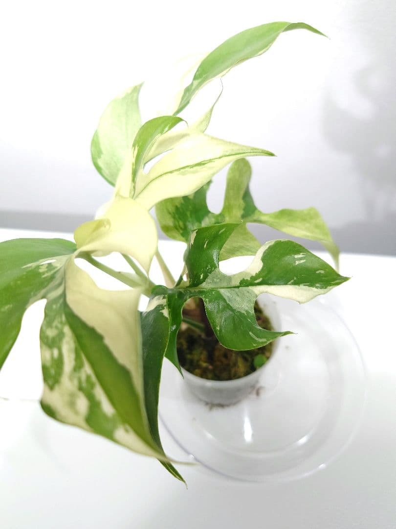 ラフィドフォラ テトラスペルマ パラゴン ヒメモンステラ斑入り ミント斑1枚　7