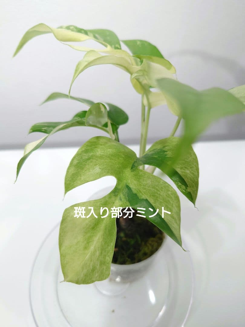 ラフィドフォラ テトラスペルマ パラゴン ヒメモンステラ斑入り ミント斑1枚　7