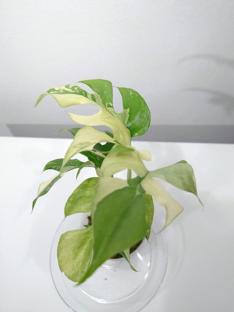 ラフィドフォラ テトラスペルマ パラゴン ヒメモンステラ斑入り ミント斑1枚　7