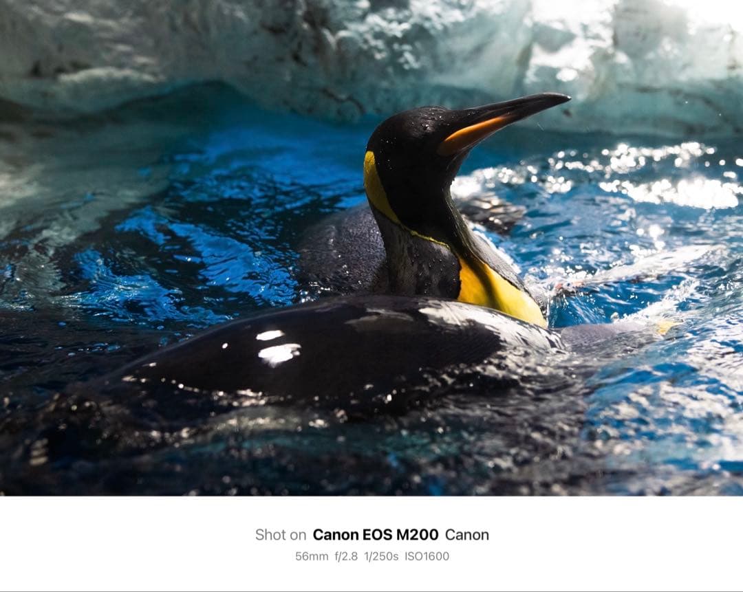 【限定色】Canon EOS M200 + SIGMA 30mm/56mmセット