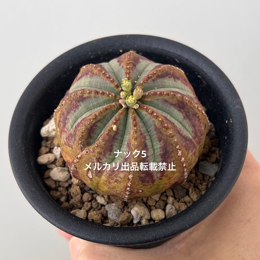 径約6cm雄オベサ 美模様ユーフォルビア（検索）ビンテージ オールドオベサ