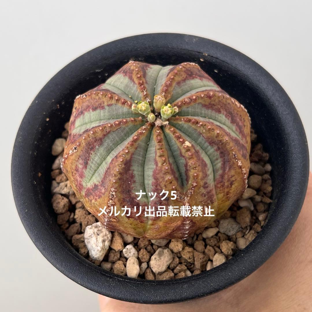 径約6cm雄オベサ 美模様ユーフォルビア（検索）ビンテージ オールドオベサ