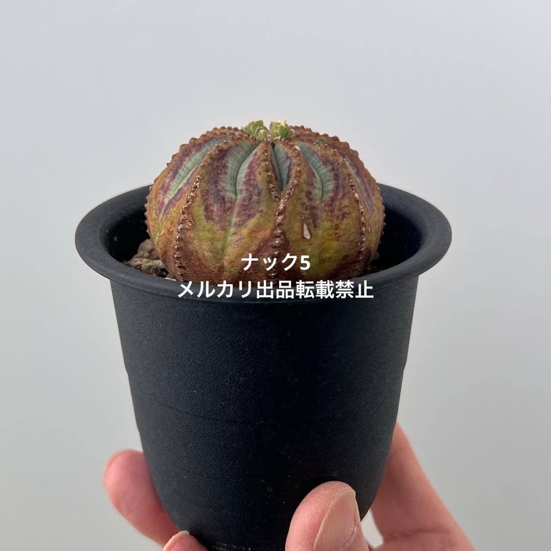 径約6cm雄オベサ 美模様ユーフォルビア（検索）ビンテージ オールドオベサ