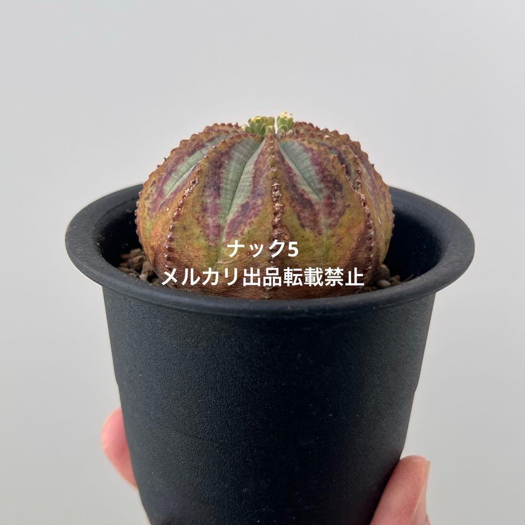 径約6cm雄オベサ 美模様ユーフォルビア（検索）ビンテージ オールドオベサ