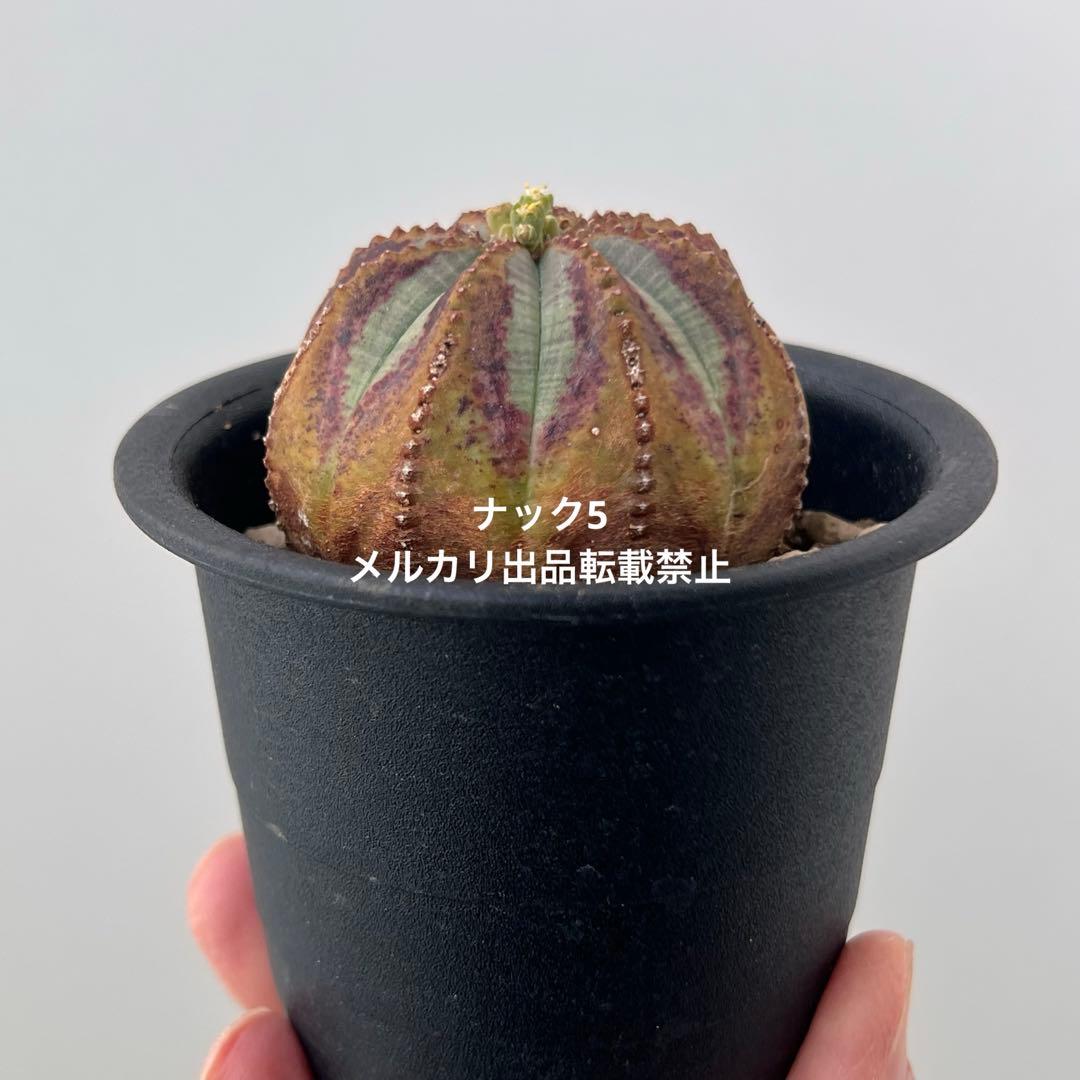 径約6cm雄オベサ 美模様ユーフォルビア（検索）ビンテージ オールドオベサ