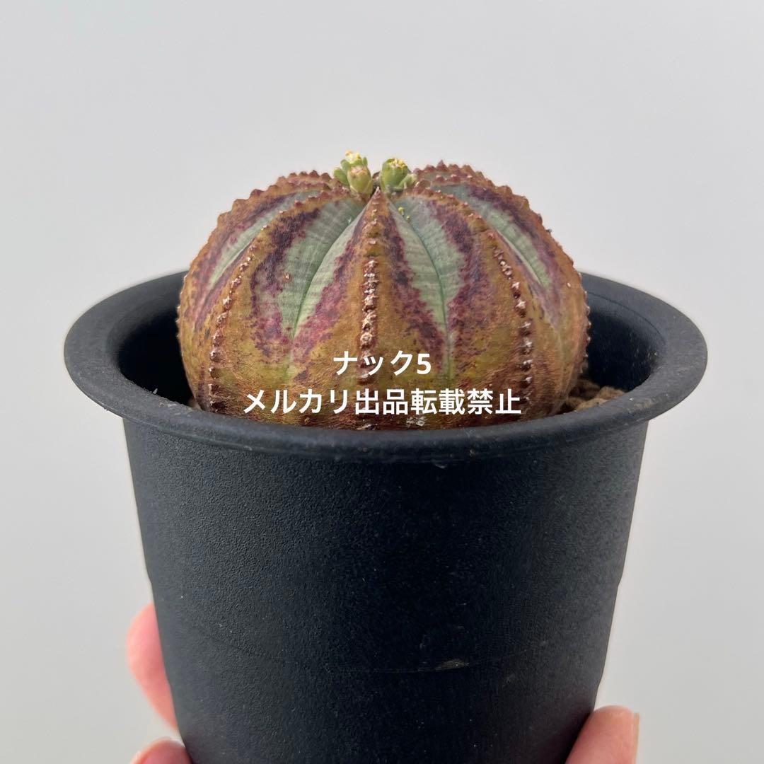 径約6cm雄オベサ 美模様ユーフォルビア（検索）ビンテージ オールドオベサ