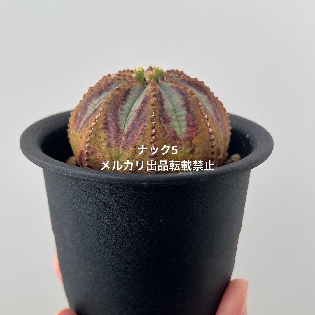 径約6cm雄オベサ 美模様ユーフォルビア（検索）ビンテージ オールドオベサ