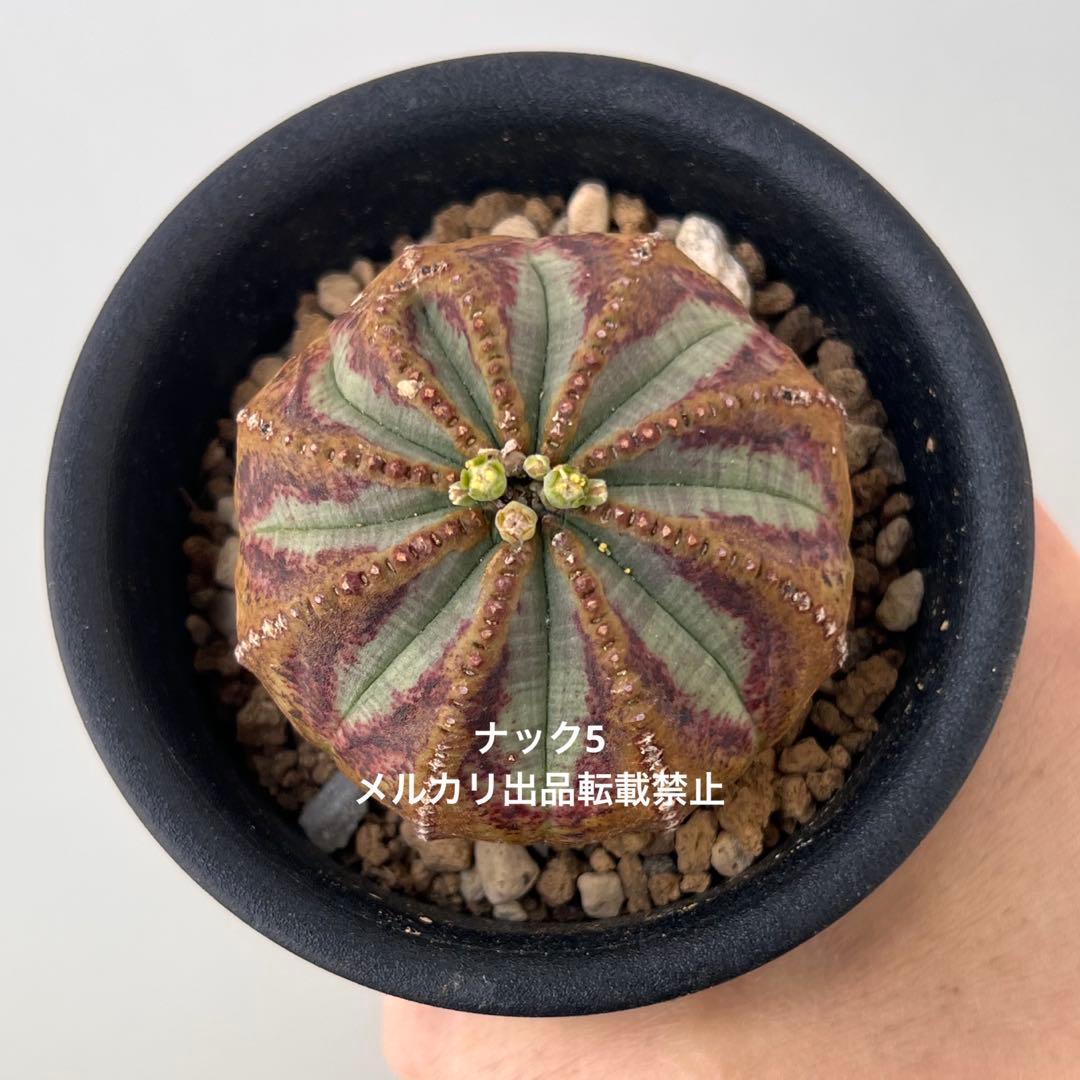 径約6cm雄オベサ 美模様ユーフォルビア（検索）ビンテージ オールドオベサ