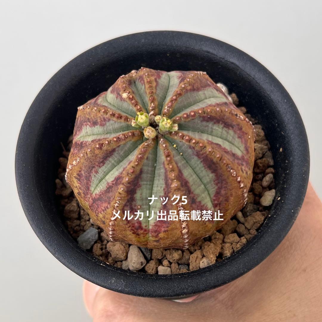 径約6cm雄オベサ 美模様ユーフォルビア（検索）ビンテージ オールドオベサ