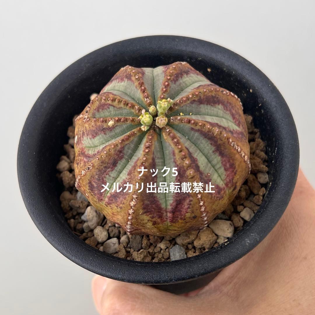 径約6cm雄オベサ 美模様ユーフォルビア（検索）ビンテージ オールドオベサ