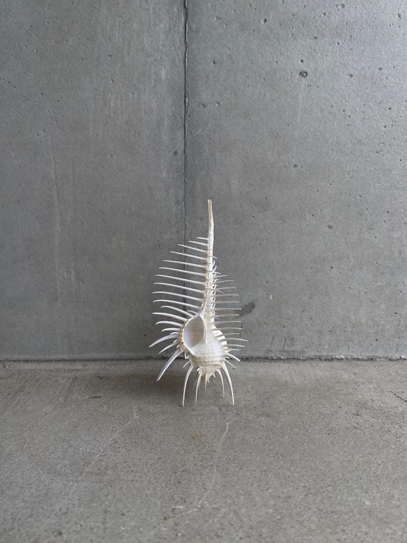 【レア】 標本 タツノオトシゴ オウムガイ オウム貝 ヒレシャコガイ ホネガイ