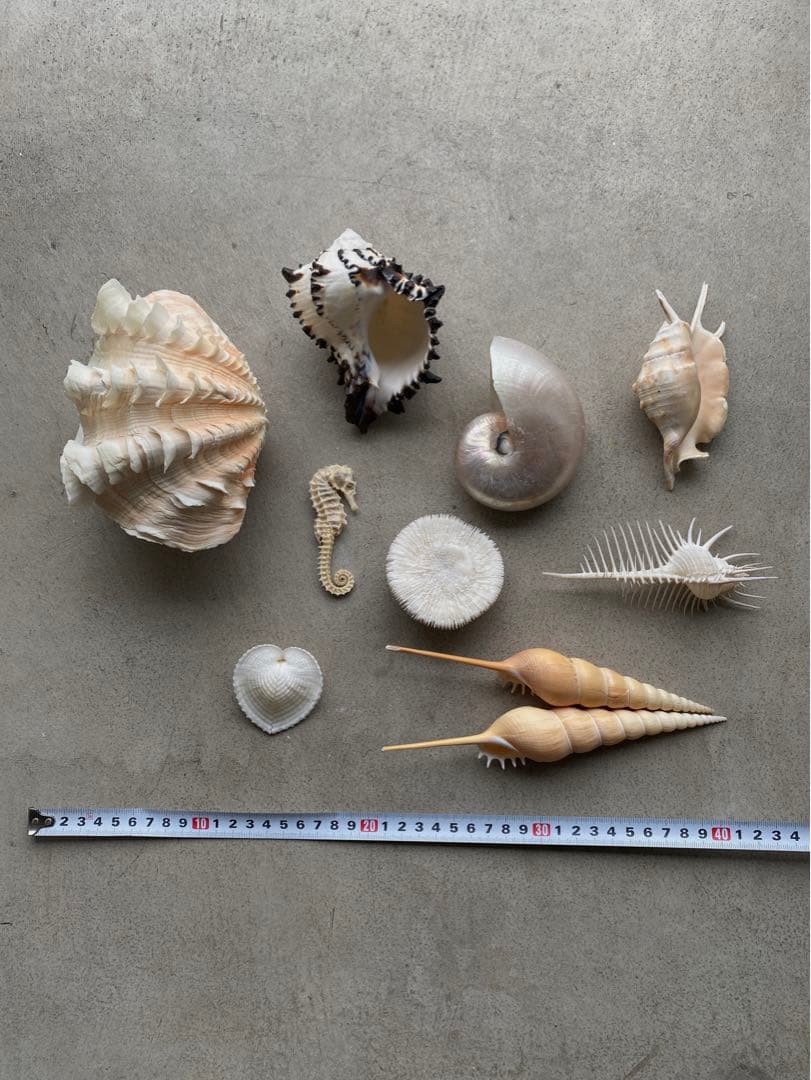 【レア】 標本 タツノオトシゴ オウムガイ オウム貝 ヒレシャコガイ ホネガイ