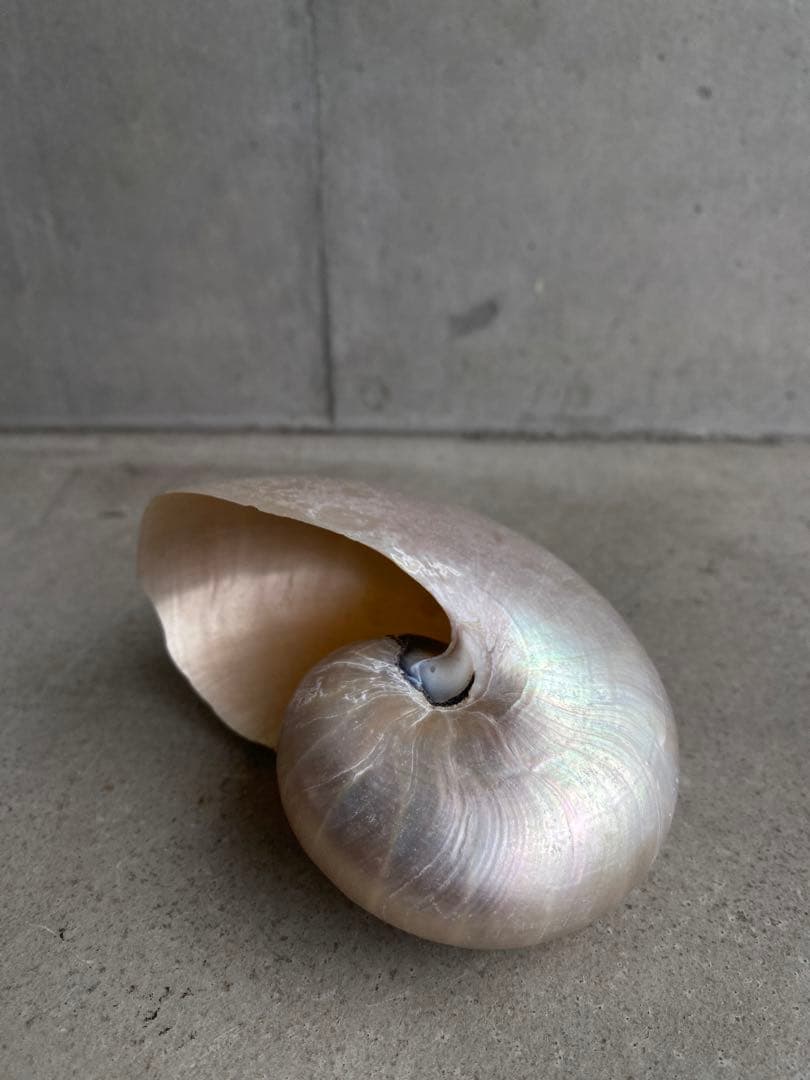 【レア】 標本 タツノオトシゴ オウムガイ オウム貝 ヒレシャコガイ ホネガイ