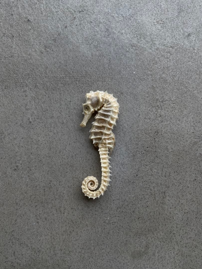 【レア】 標本 タツノオトシゴ オウムガイ オウム貝 ヒレシャコガイ ホネガイ
