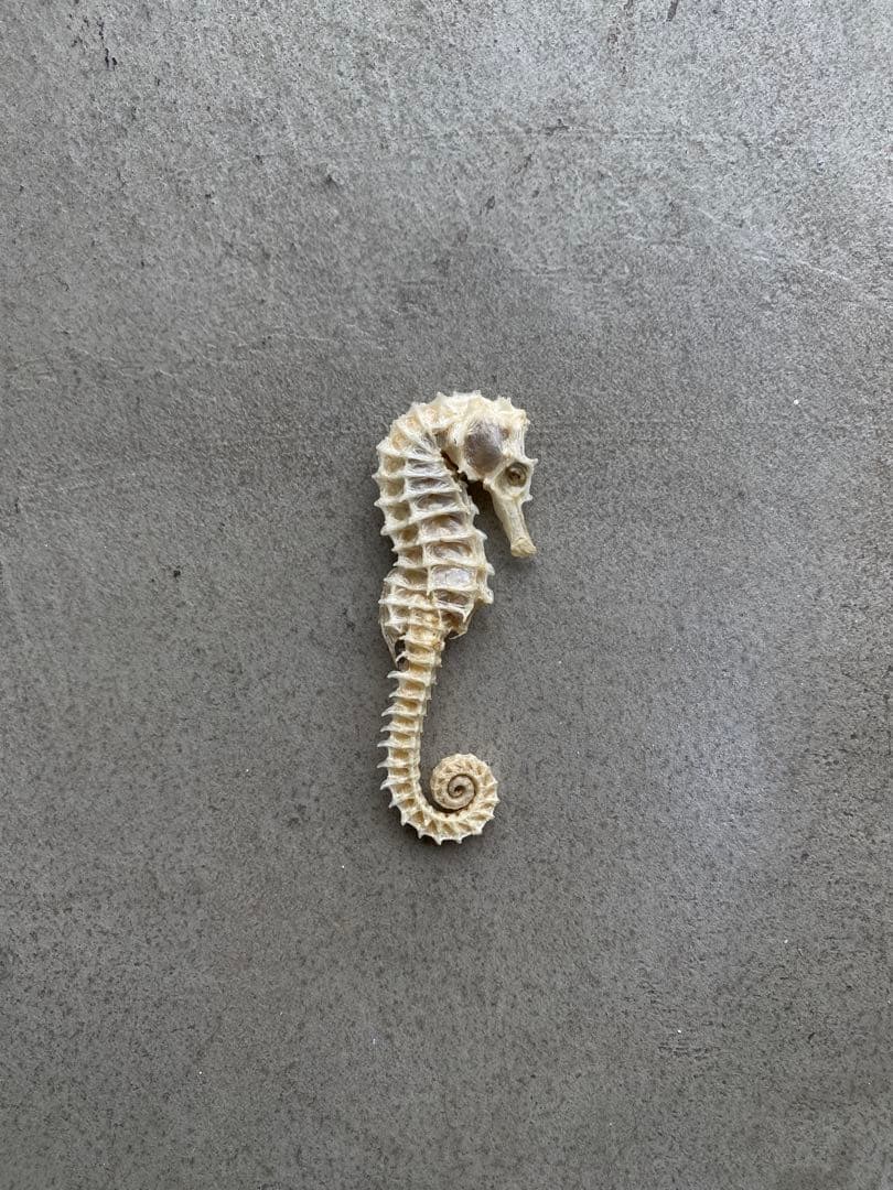 【レア】 標本 タツノオトシゴ オウムガイ オウム貝 ヒレシャコガイ ホネガイ