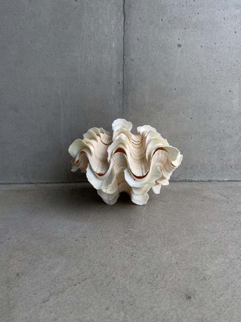 【レア】 標本 タツノオトシゴ オウムガイ オウム貝 ヒレシャコガイ ホネガイ