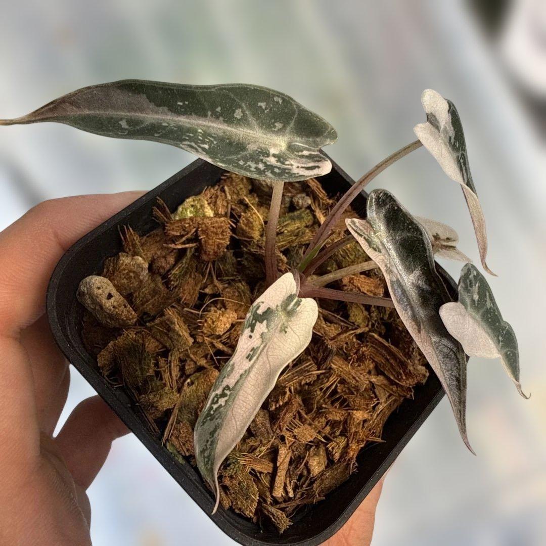 あ*ん様 アロカシア バンビーノスーパーピンク