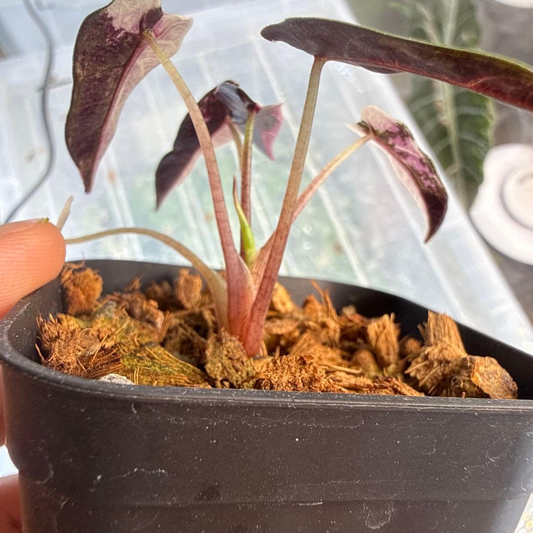 あ*ん様 アロカシア バンビーノスーパーピンク