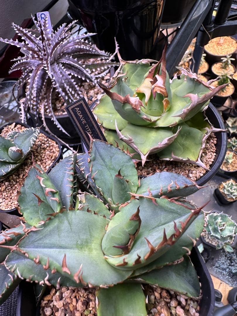 【特選ネームド】アガベ チタノタ　蟹　3株セット　バラ売り可