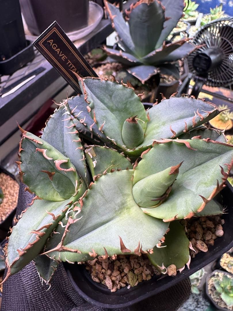 【特選ネームド】アガベ チタノタ　蟹　3株セット　バラ売り可