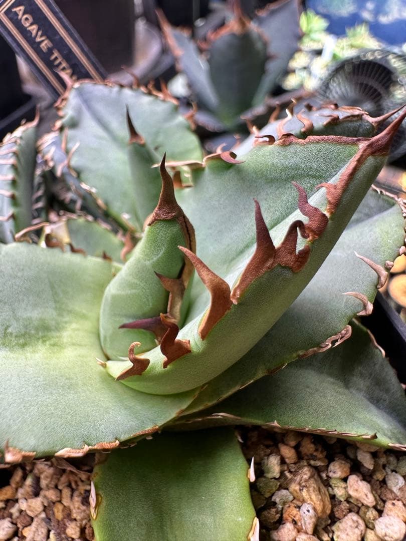 【特選ネームド】アガベ チタノタ　蟹　3株セット　バラ売り可