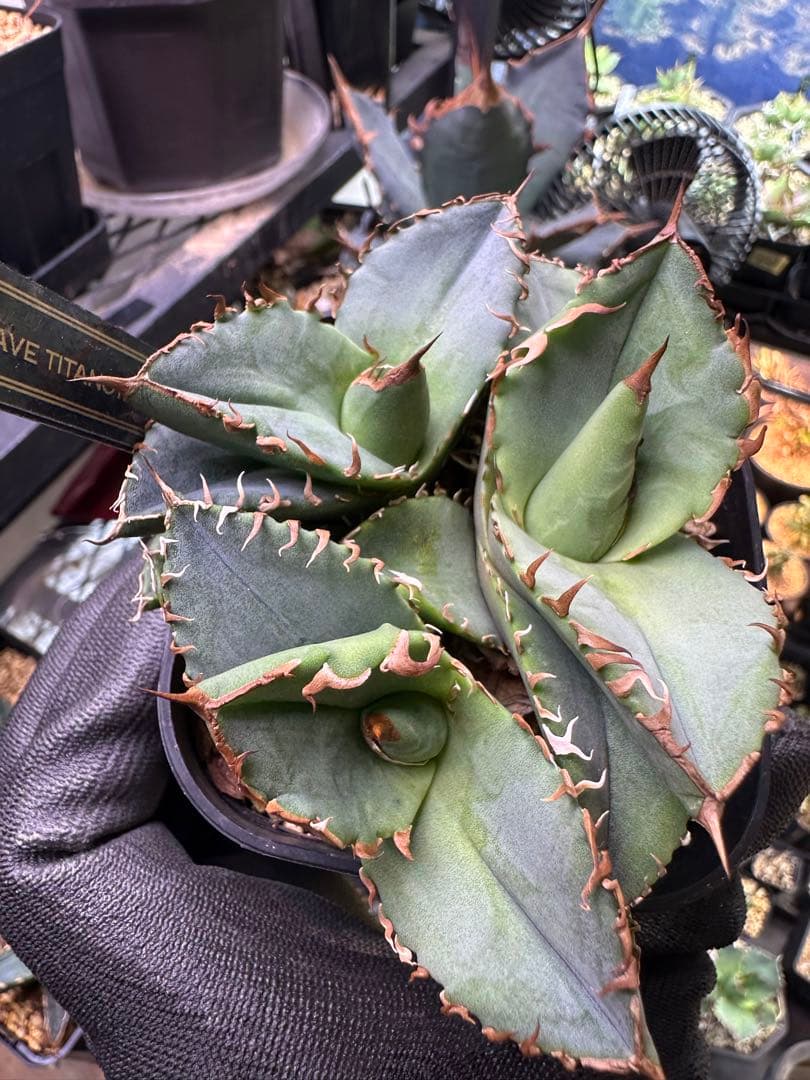 【特選ネームド】アガベ チタノタ　蟹　3株セット　バラ売り可