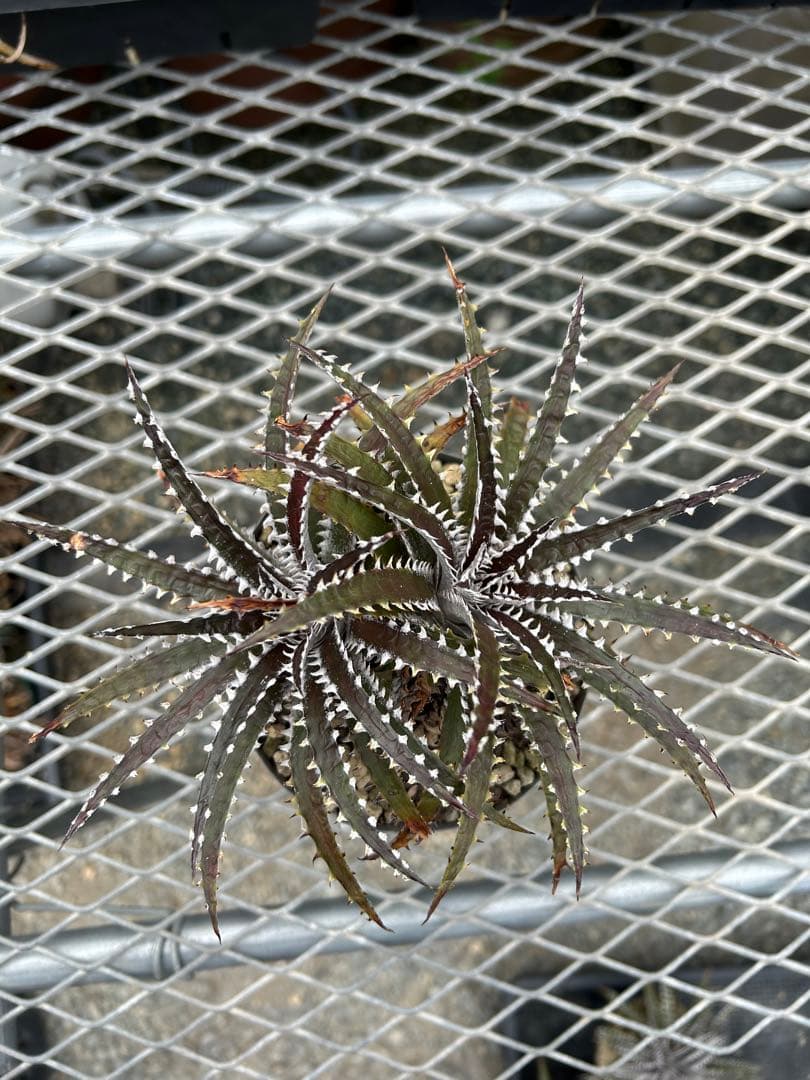 ディッキア Dyckia Code NW-25 Bill Baker