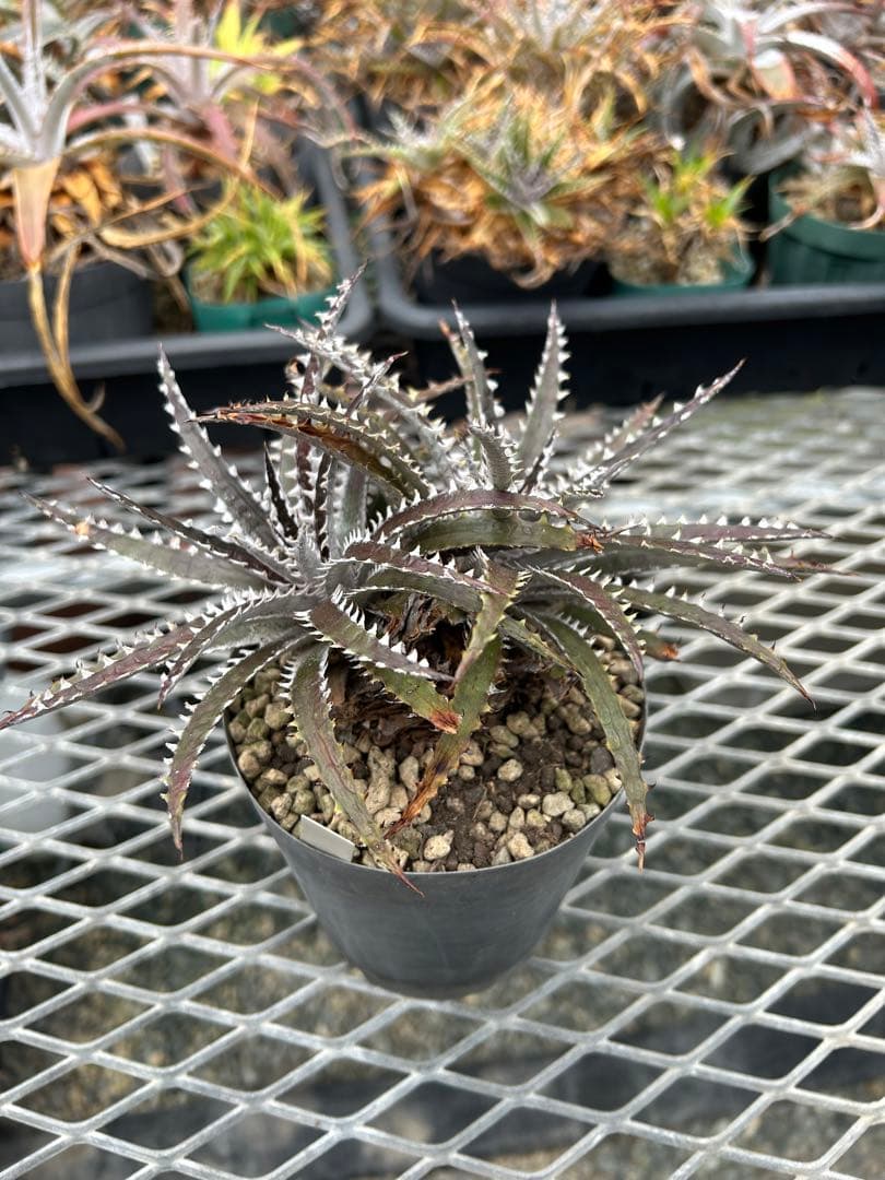 ディッキア Dyckia Code NW-25 Bill Baker