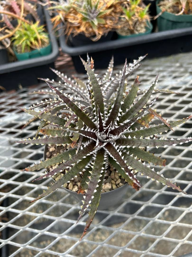 ディッキア Dyckia Code NW-25 Bill Baker
