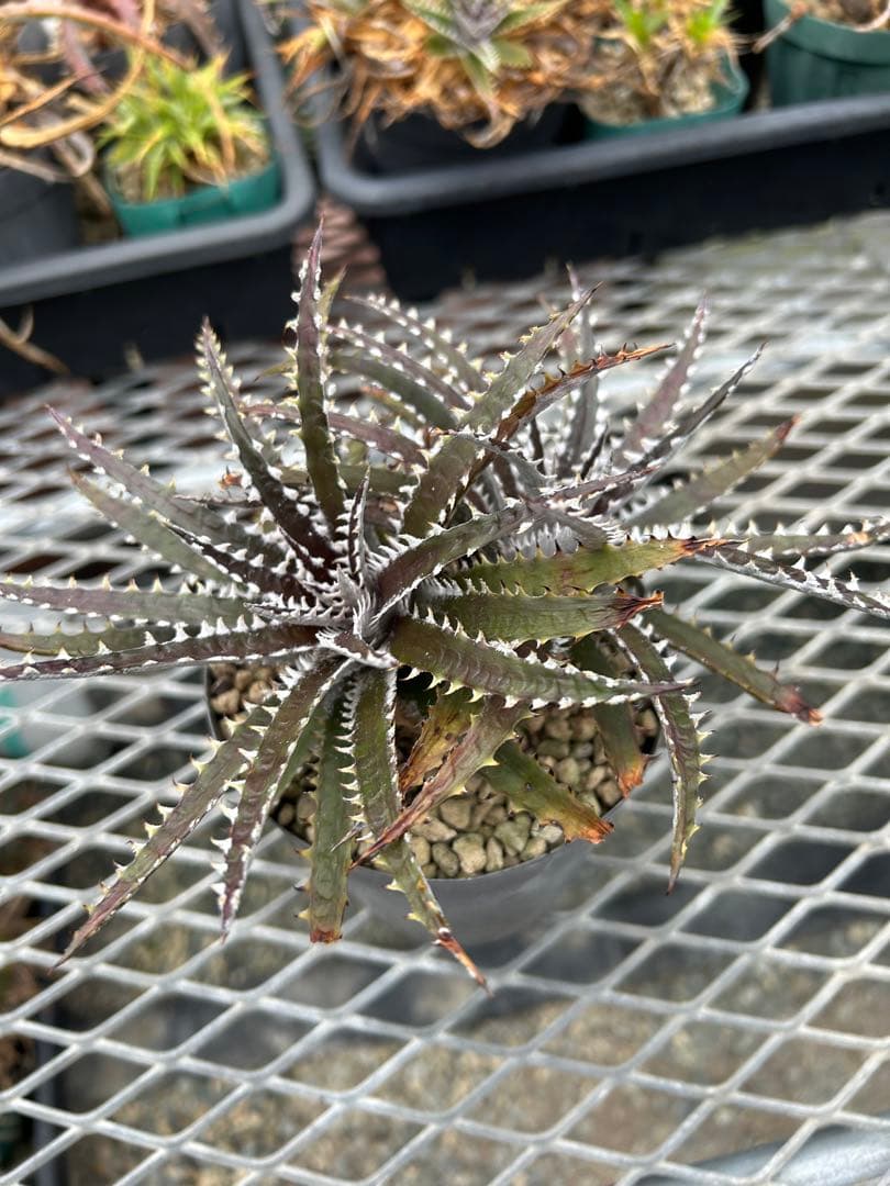 ディッキア Dyckia Code NW-25 Bill Baker