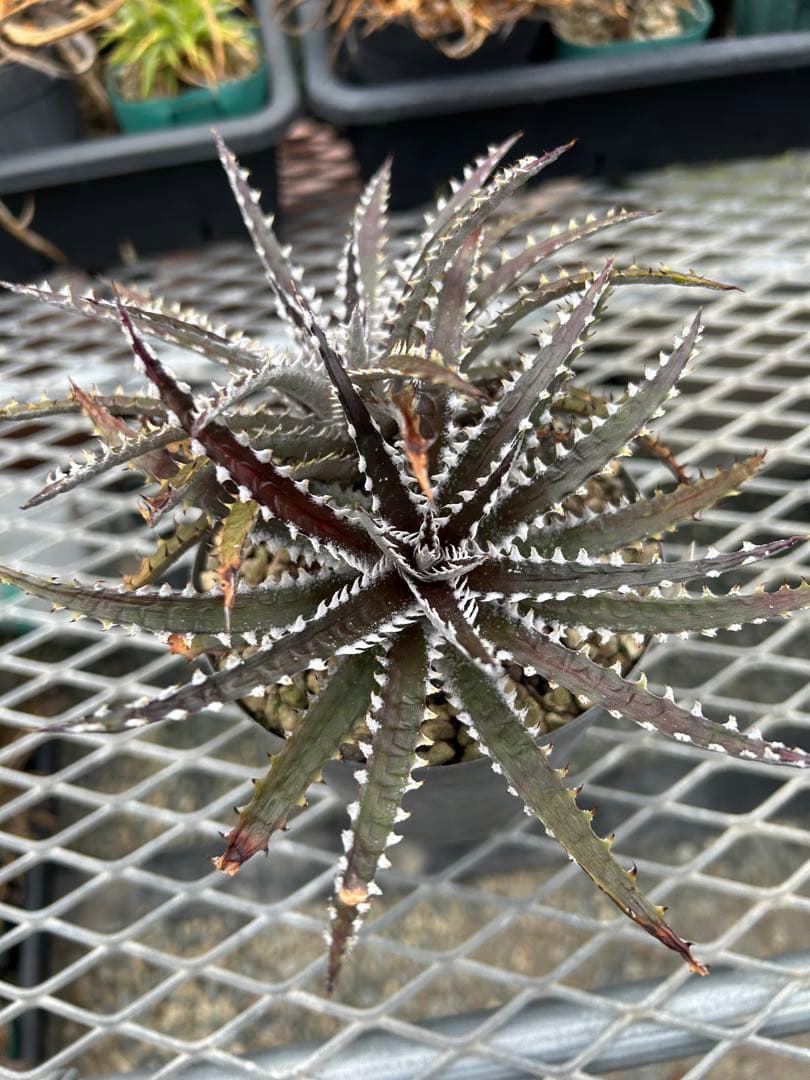 ディッキア Dyckia Code NW-25 Bill Baker