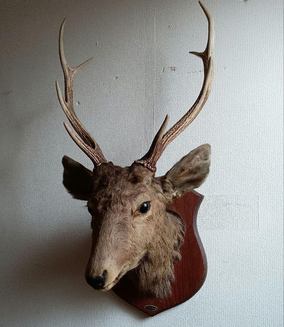 日本鹿 剥製 壁掛け ハンティングトロフィー 木製台座付 インテリア